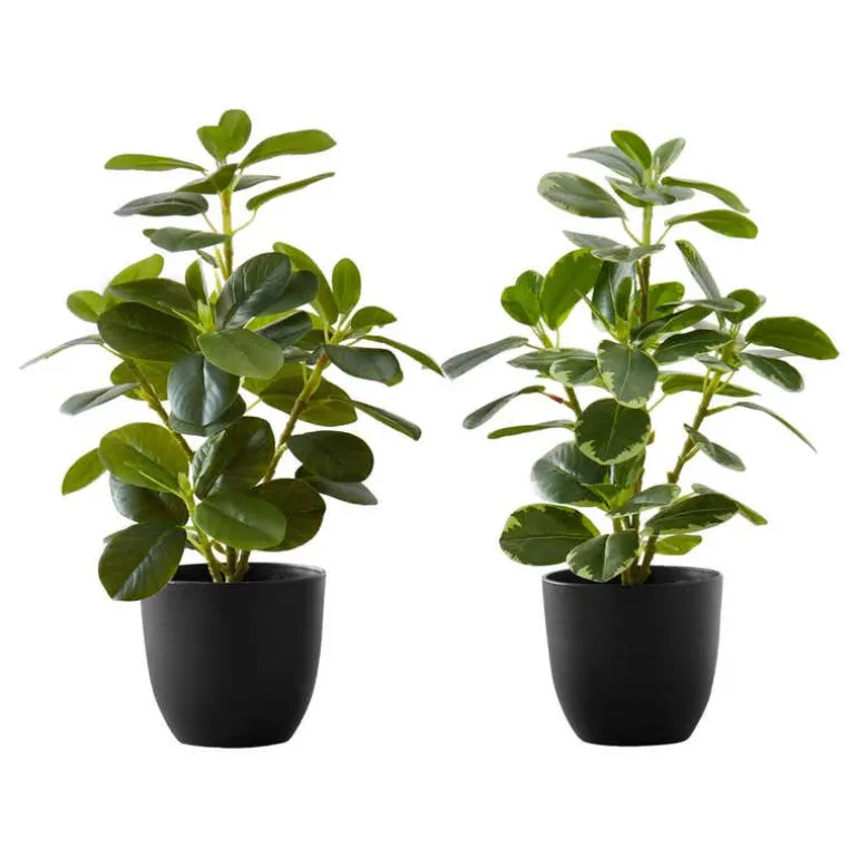 Artificial plant - 2pcs / 14"h ficus elastica in 4" pot